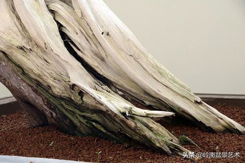 2019全國(guó)精品盆景展特等獎(jiǎng)作品高清大圖賞析